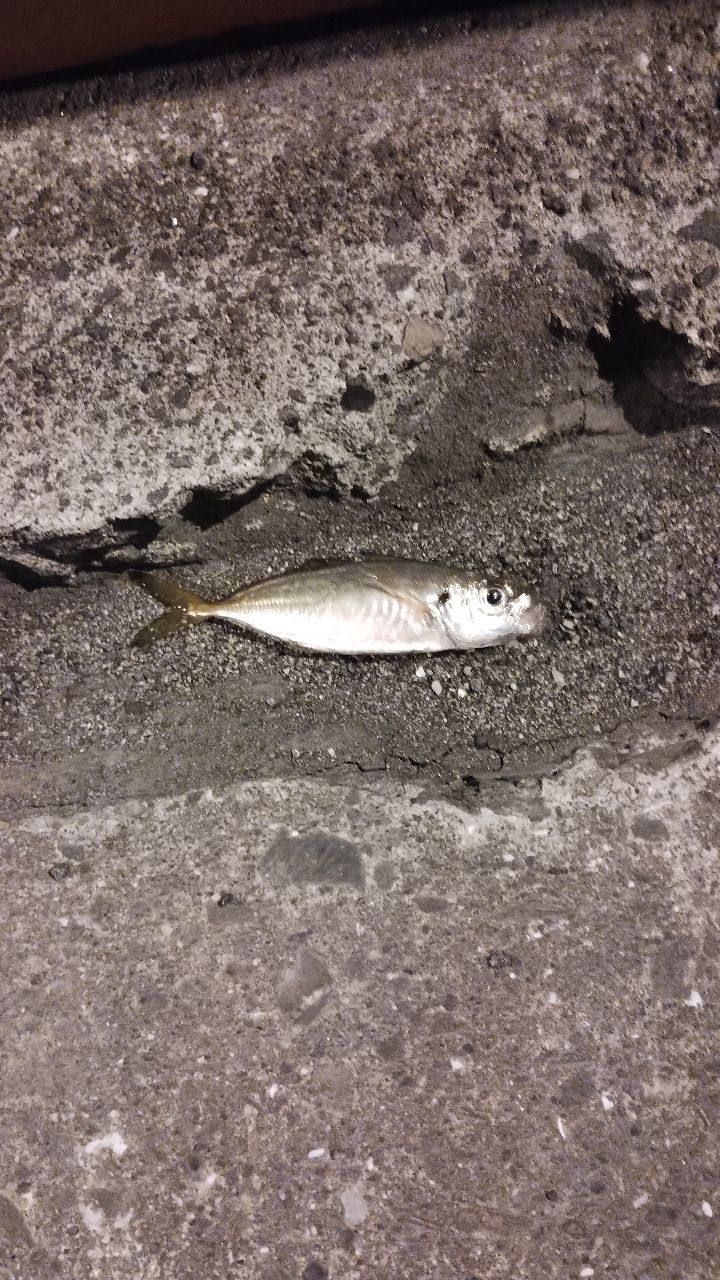 マアジ