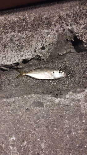 マアジの釣果