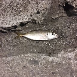 マアジ