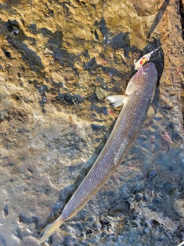 エソの釣果