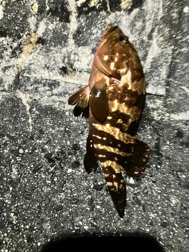 キジハタの釣果