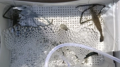 テナガエビの釣果