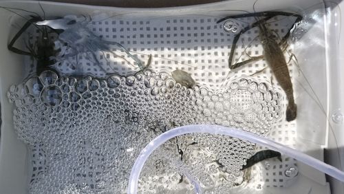 テナガエビの釣果