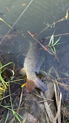 コイの釣果