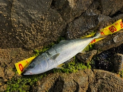 ワラサの釣果