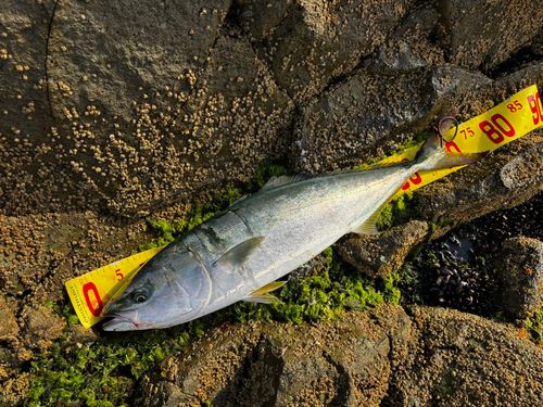 ワラサの釣果