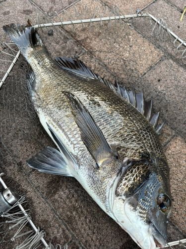 クロダイの釣果