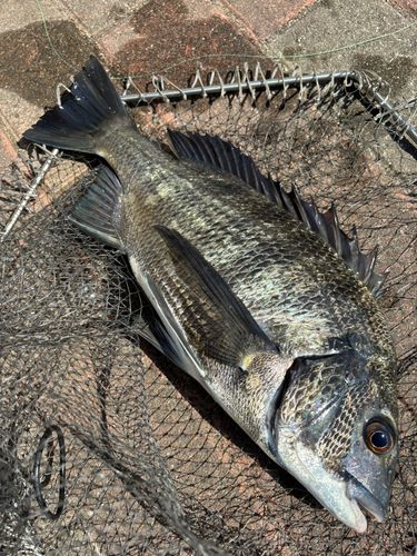 クロダイの釣果