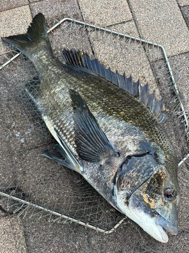 クロダイの釣果