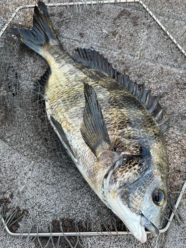 クロダイの釣果