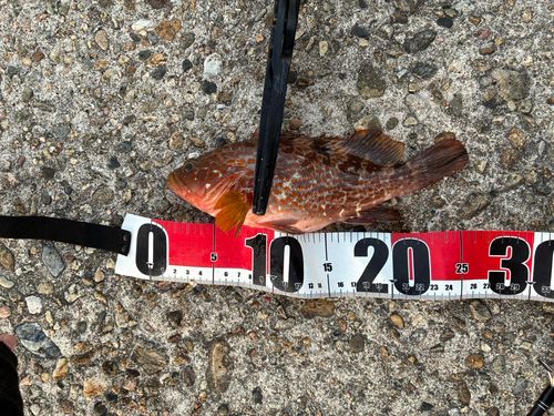 キジハタの釣果