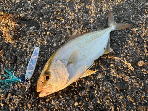 ショゴの釣果