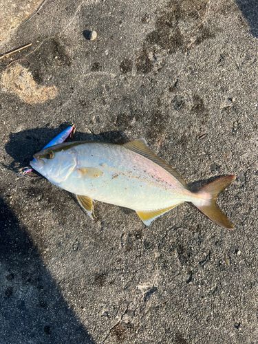 ショゴの釣果