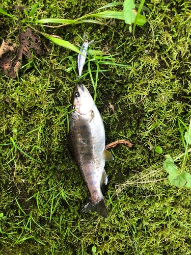 ヤマメの釣果