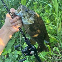 スモールマウスバス