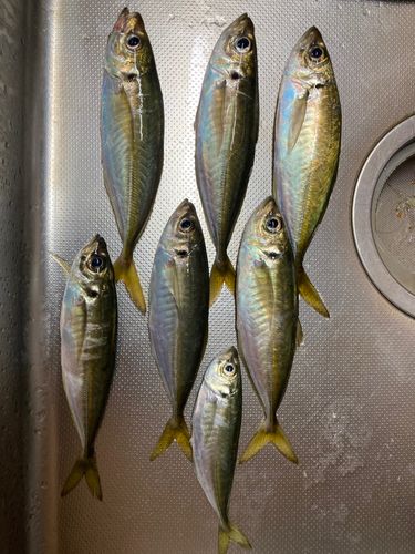アジの釣果