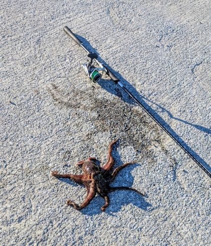 タコの釣果