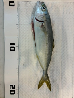 ワカシの釣果