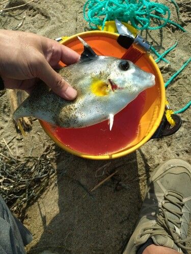 ギマの釣果