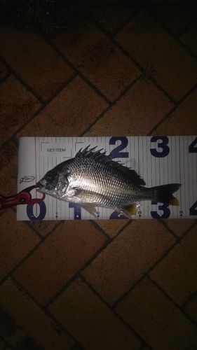 キビレの釣果