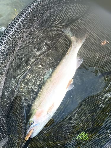 ニジマスの釣果