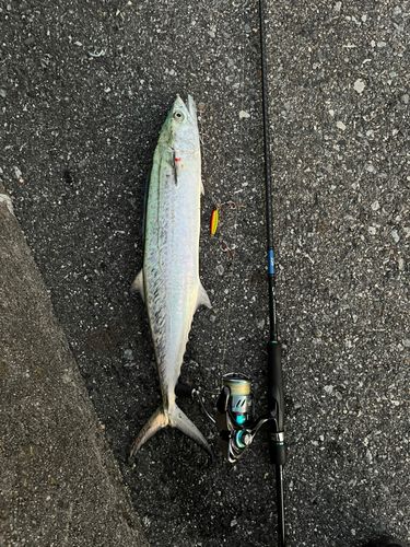 サゴシの釣果