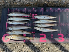 シロギスの釣果