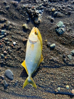 ショゴの釣果