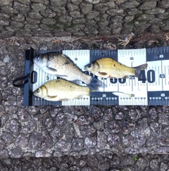 フナの釣果