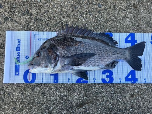 クロダイの釣果