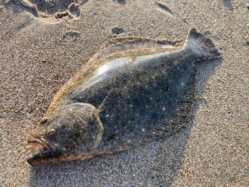 ソゲの釣果
