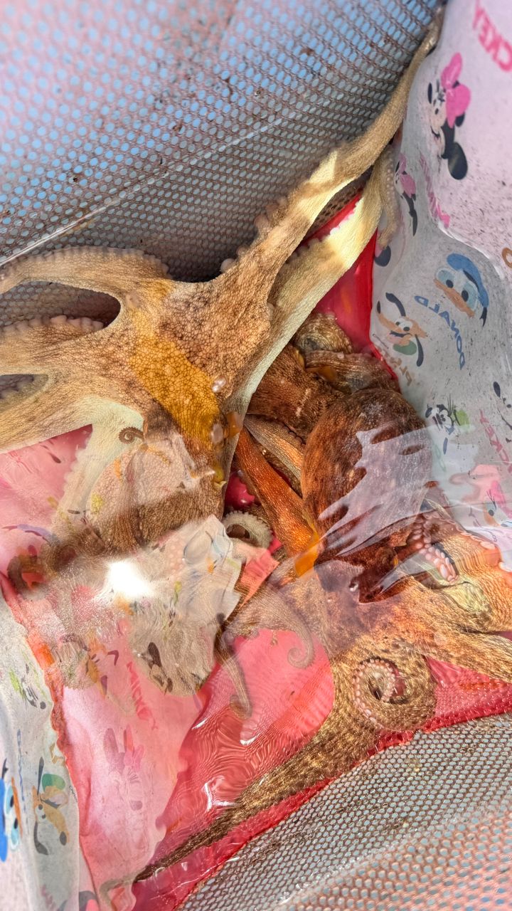 タコ