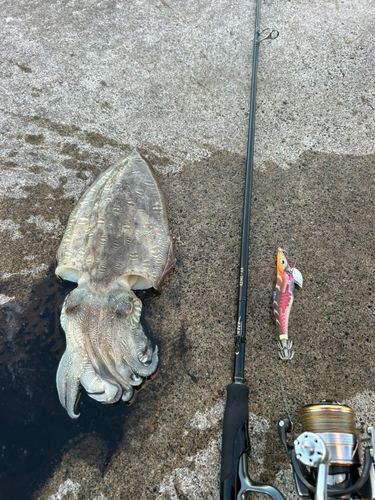モンゴウイカの釣果
