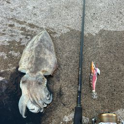 モンゴウイカ