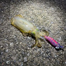 アオリイカ