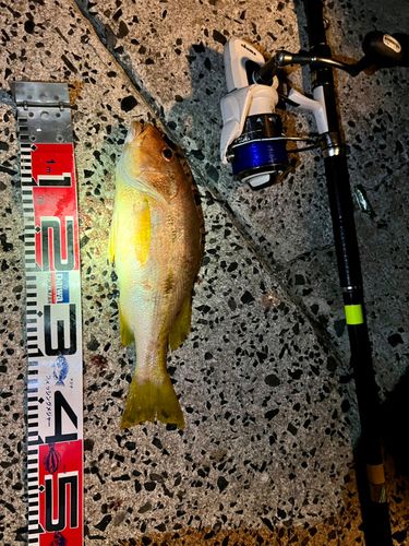 ヨコスジフエダイの釣果