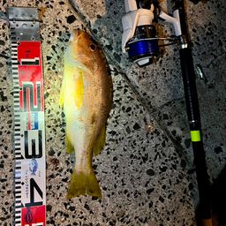 ヨコスジフエダイ