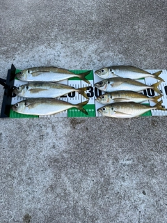 釣果