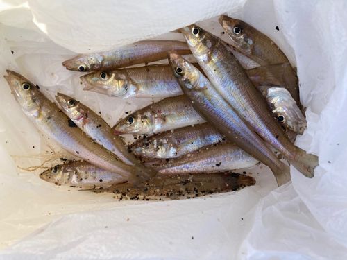 シロギスの釣果