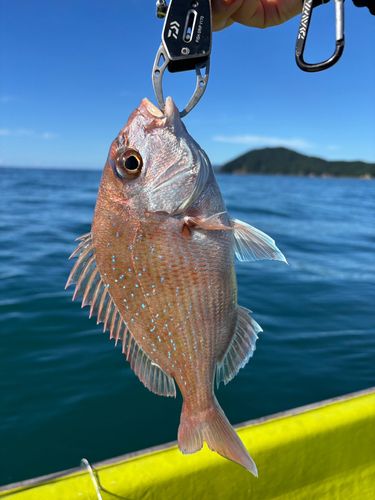 タイの釣果