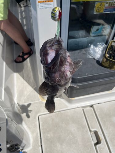 クロソイの釣果