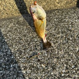イシモチ