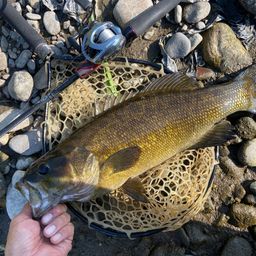 スモールマウスバス