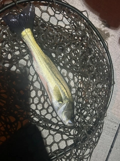 フッコ(マルスズキ)の釣果