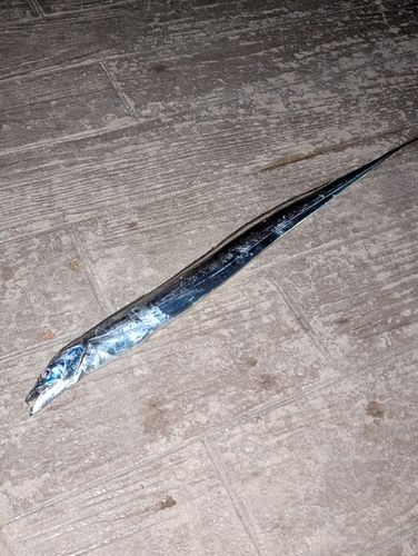 タチウオの釣果