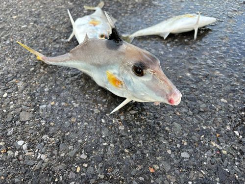 ギマの釣果