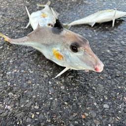 ギマ