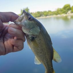 ラージマウスバス