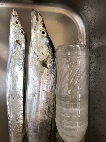 タチウオの釣果