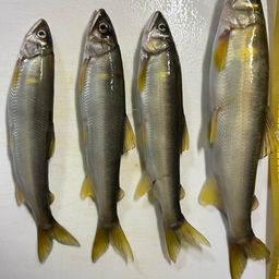 アユ